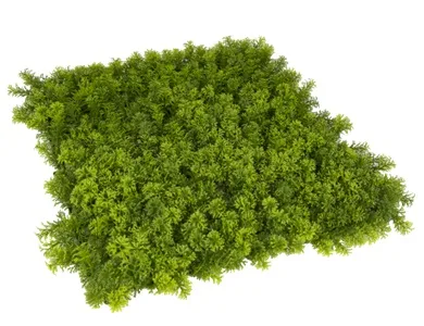 silvestre-lateral1